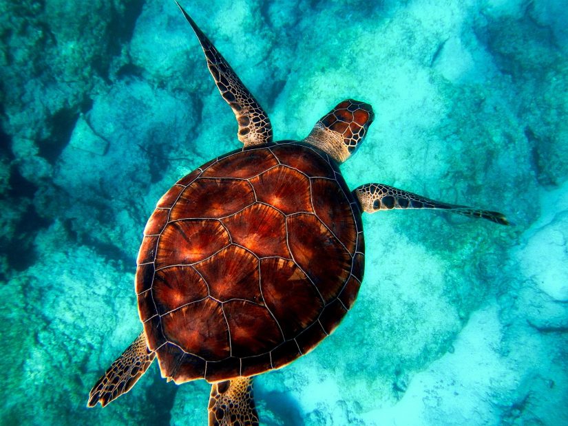 Immersione delle tartarughe nei Caraibi