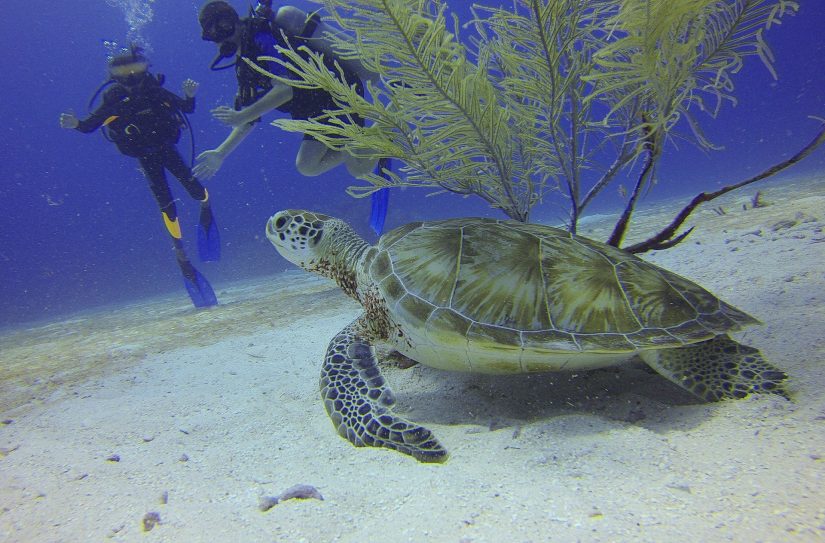 dois mergulhadores e uma tartaruga mergulhadora nas Caraíbas