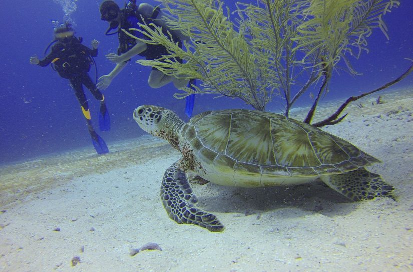 Two scuba divers and a turtle diving in the caribbean