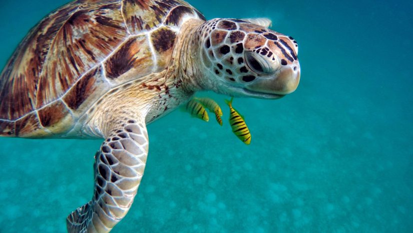 Schildpad zwemt onder water - beste Caribische duiken