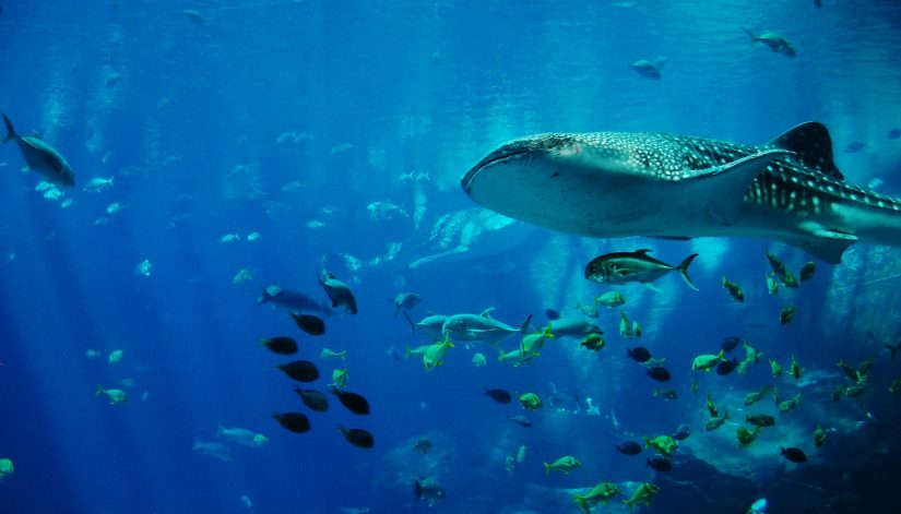 la meilleure plongée des Caraïbes