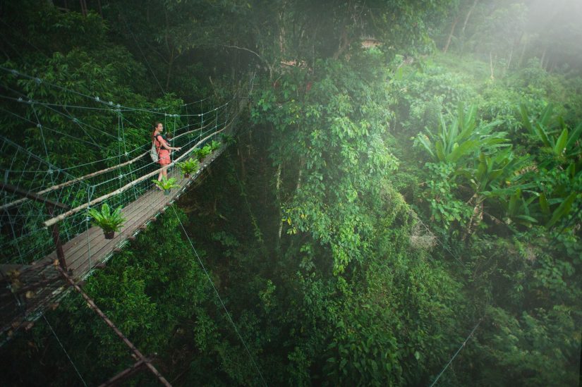 canopy views jungle costa rica