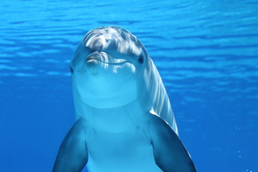dolphin swimming salt water costa rica