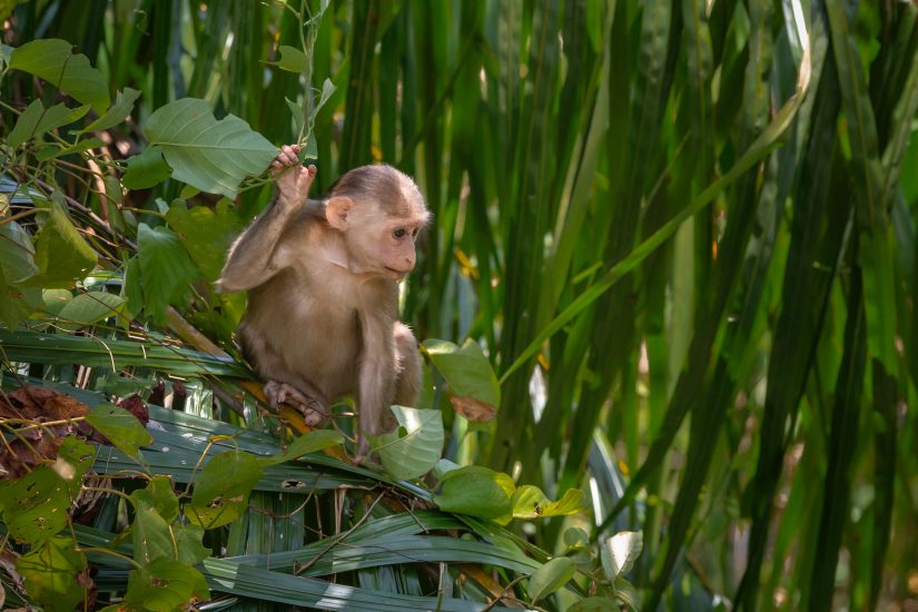 monkey jungle costa rica rain forest