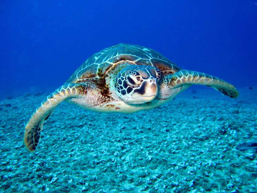 turtle ocean views costa rica
