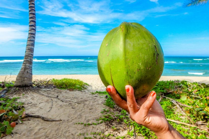 coconut tree beach BVI