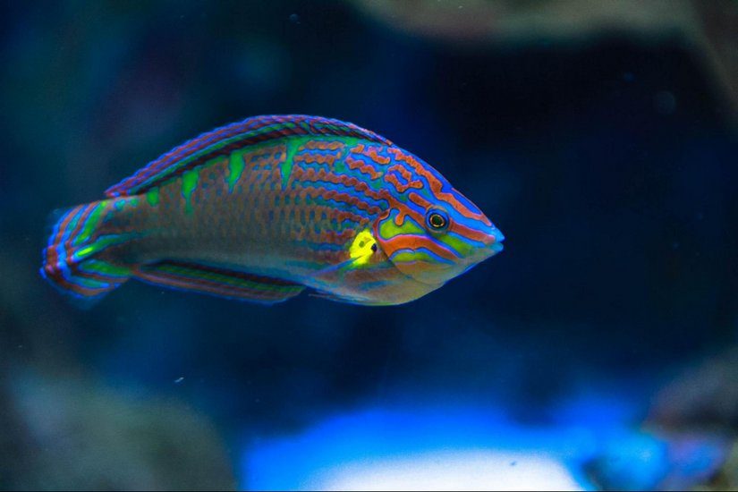 antigua snorkelling fish ocean