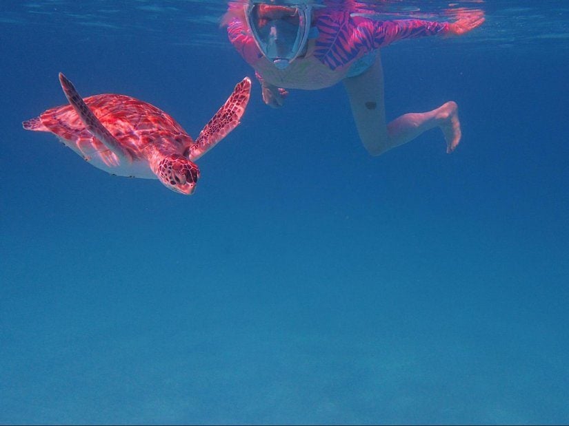 turtles swimming Barbados
