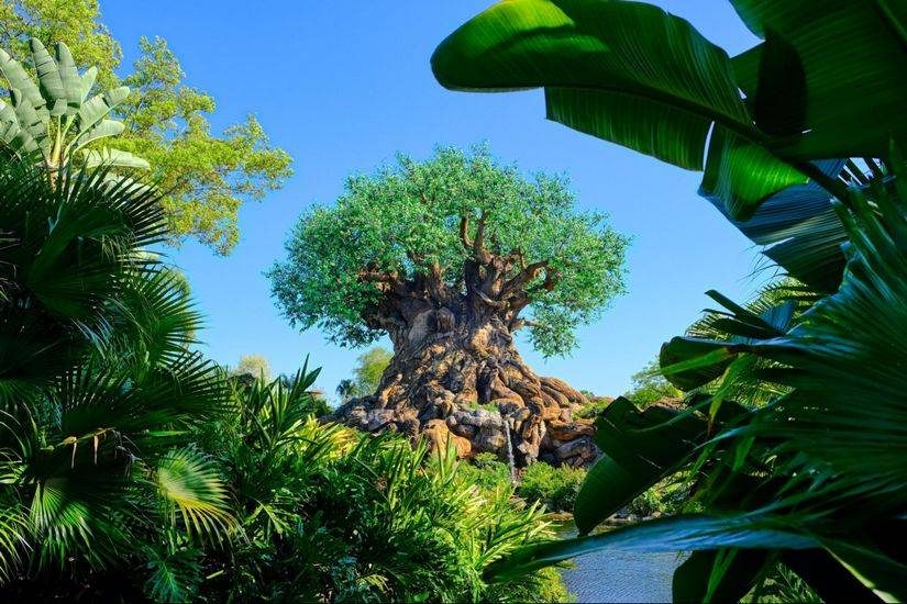 Orlando tree of life vacation