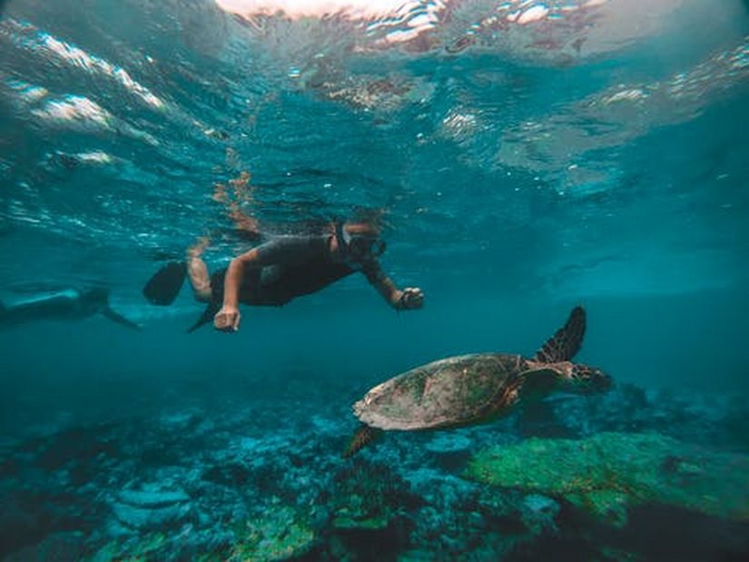 snorkelling swimming turtle caribbean