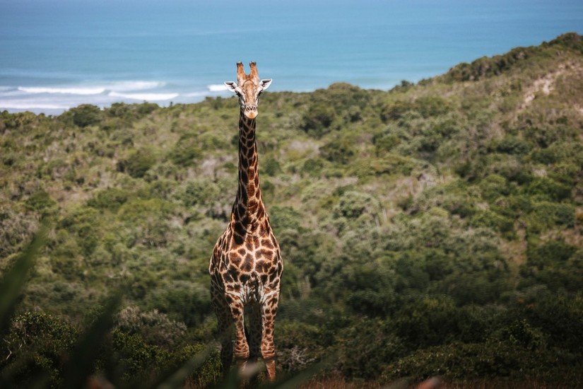 a giraffe at sandcastle villa south africa one of the most unique vacation rentals in the world