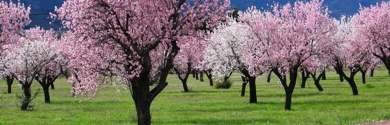 Pretty Trees in Ibiza