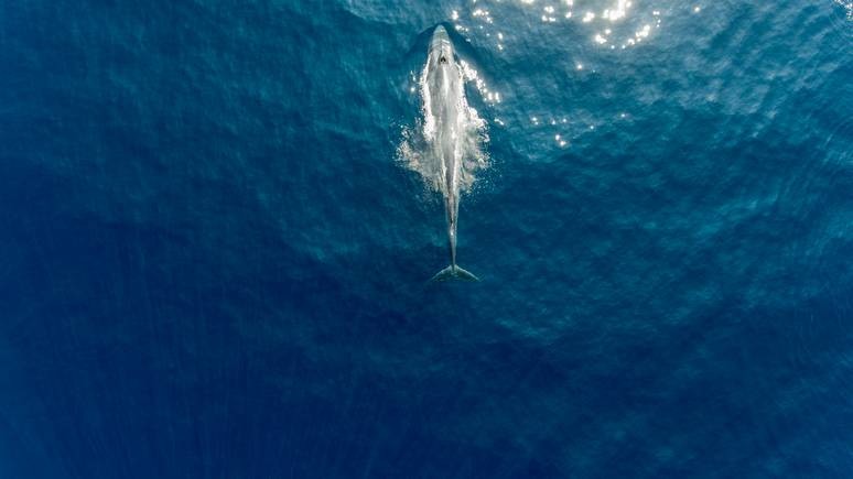 A massive whale cruises through the sea near Sri Lanka