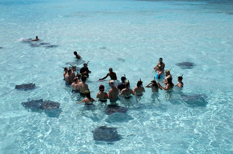 Swimming with Stingrays