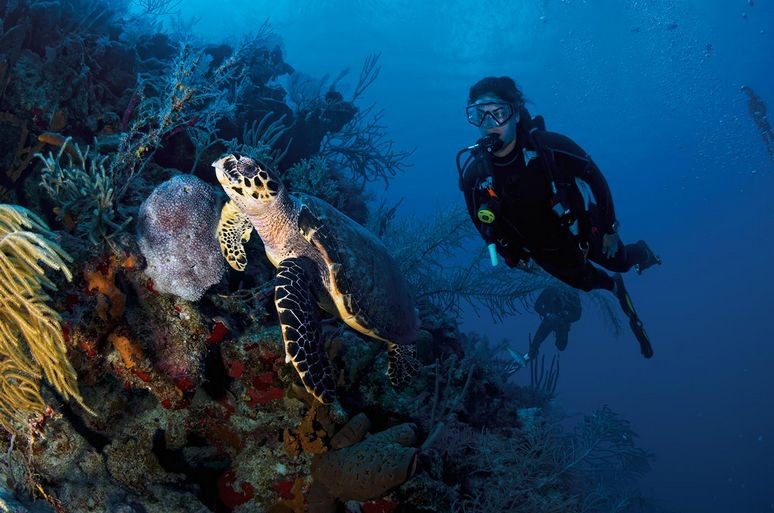 Scuba diver marvels at the coral while diving at Grave Bay