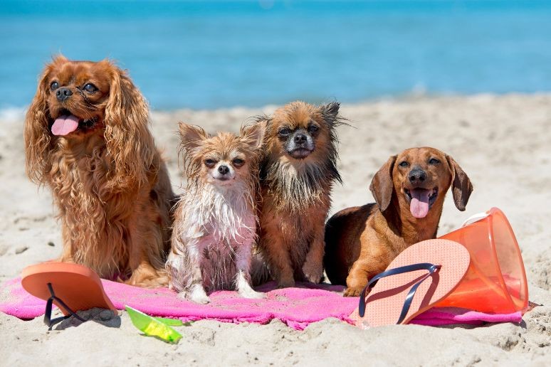 pets on a beach on vacation