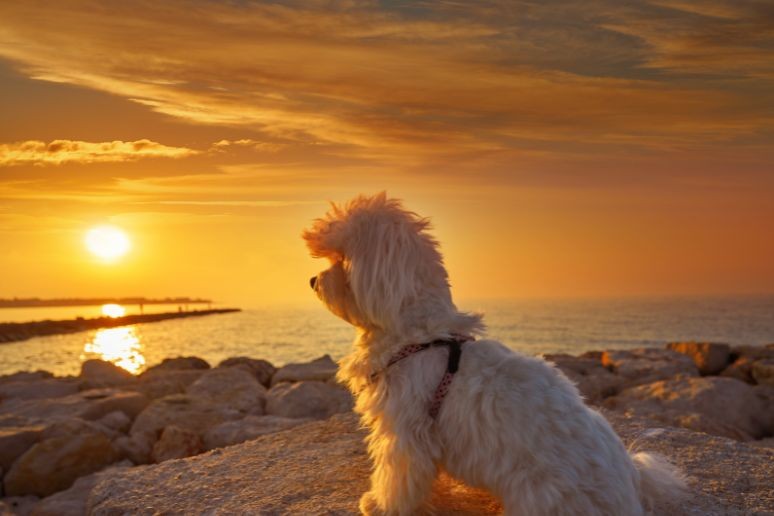 A dog watching the sunset