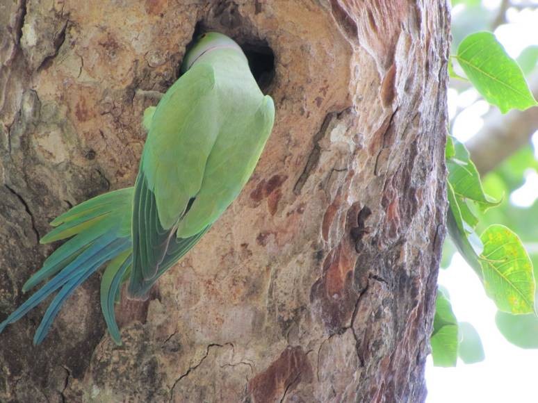 A parakeet forages for food in a tree at Uda Alawe National Park