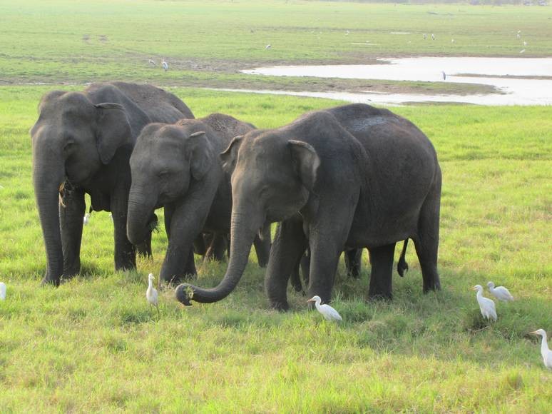 A group of three elephants in Sri Lanka