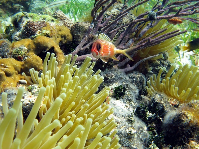 A tropical fish with a pouty expression floats above some coral