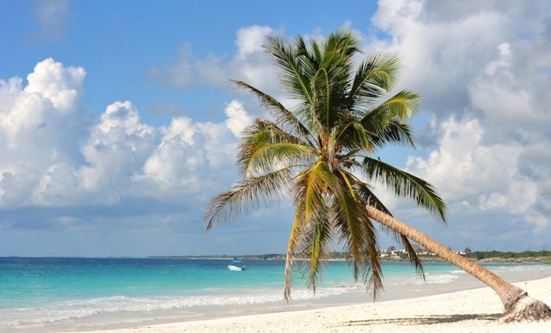 Wonderful beach with blue sea and a lovely palm tree